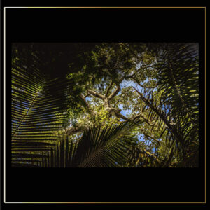 Arbres et palmiers