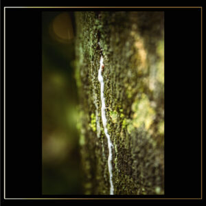 L'arbre pleure