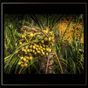 Fruits d'Amazonie