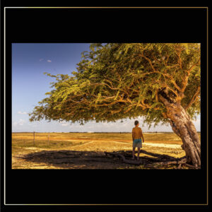 Sous l'arbre