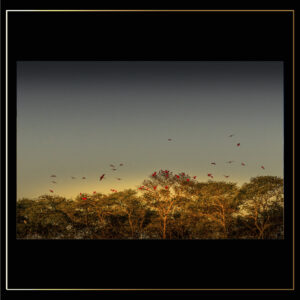 Oiseaux rouges