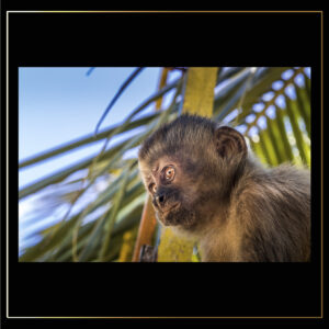 Portrait de singe