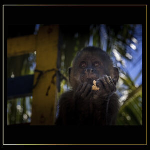 Singe mangeant