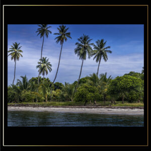 Palmiers de plage