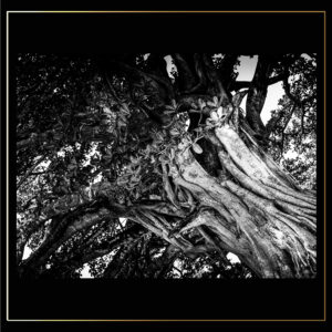 Tronc d'arbre