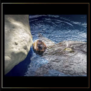 Bec de tortue