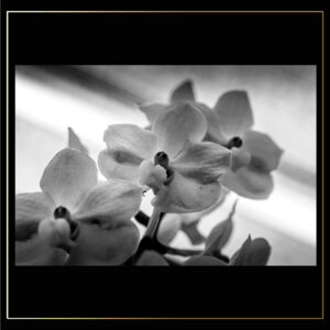 Orchidées N&B