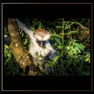 Singe blanc