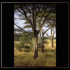 Trio d'arbres