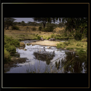 Hippopotames