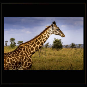Profil de girafe