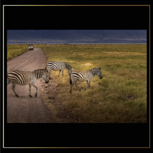 Traversée de zèbres