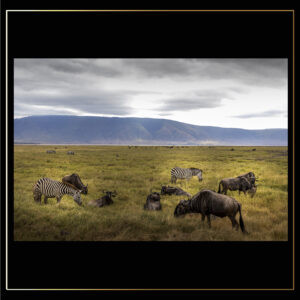 Groupe animal