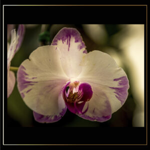 Orchidée tachée