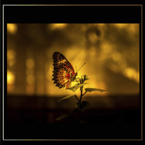 Papillon sur feuille