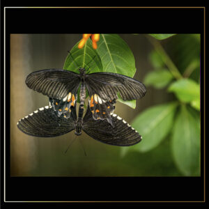 Double papillon