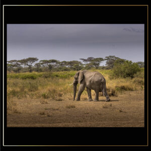 Marche animale