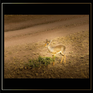 Dik-Dik