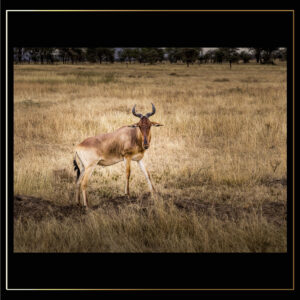 Impala témoin