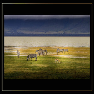 Rayures de savane