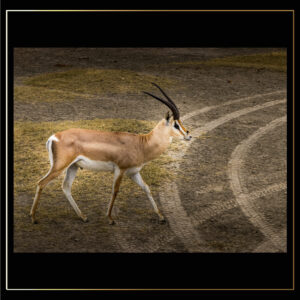 Balade d'impala