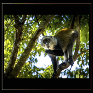 Signe de singe