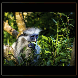 Repas de singe