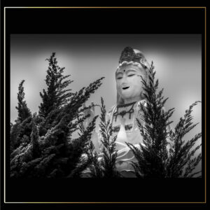 Derrière les sapins
