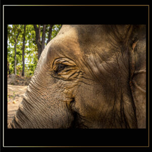 Pachyderme